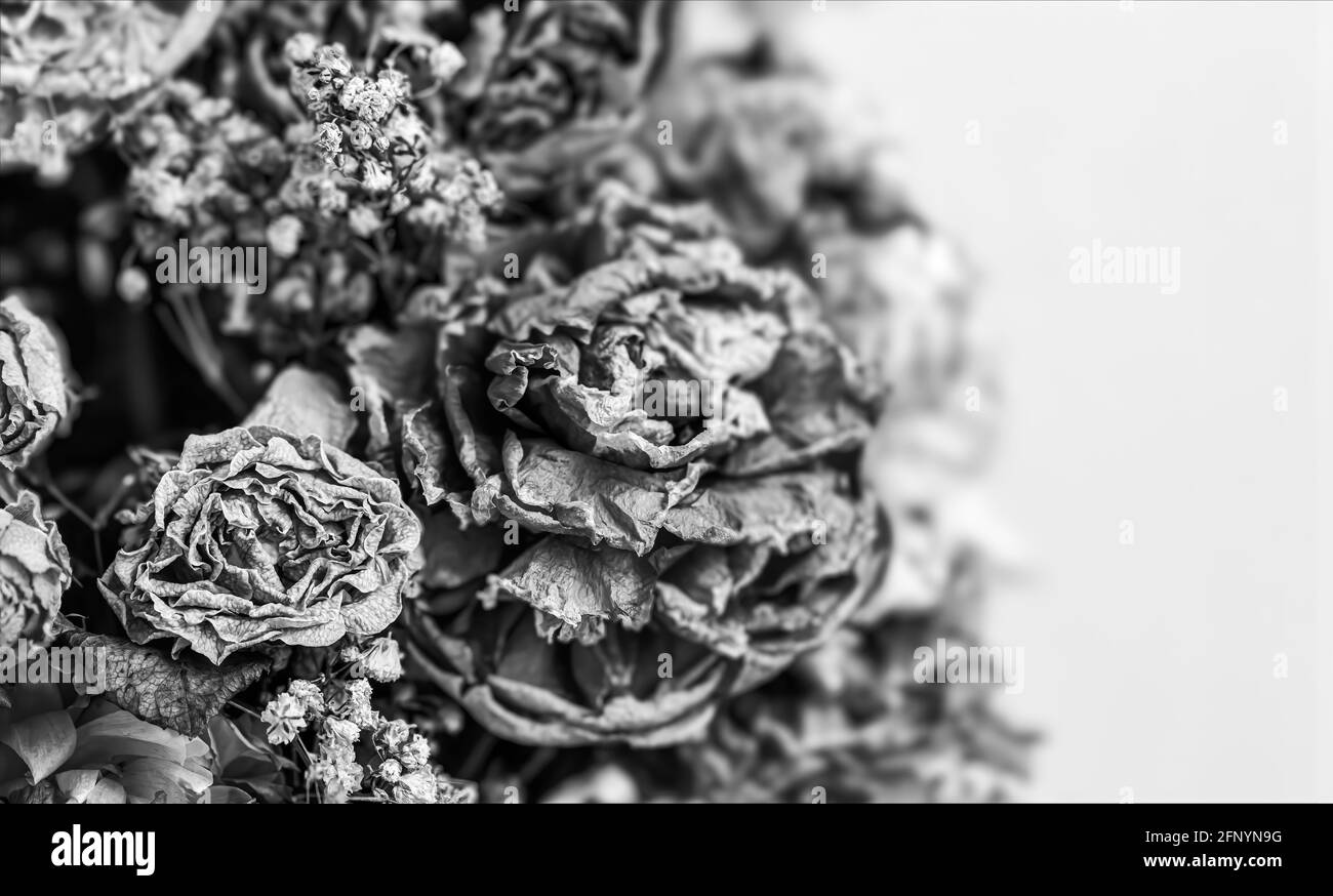 Trockene Rosen. Nahaufnahme eines schwarz-weißen Bildes mit getrockneten Rosenblüten in einem Bouquet. Leben und Tod Konzept. Verwelkte Blumen Stockfoto