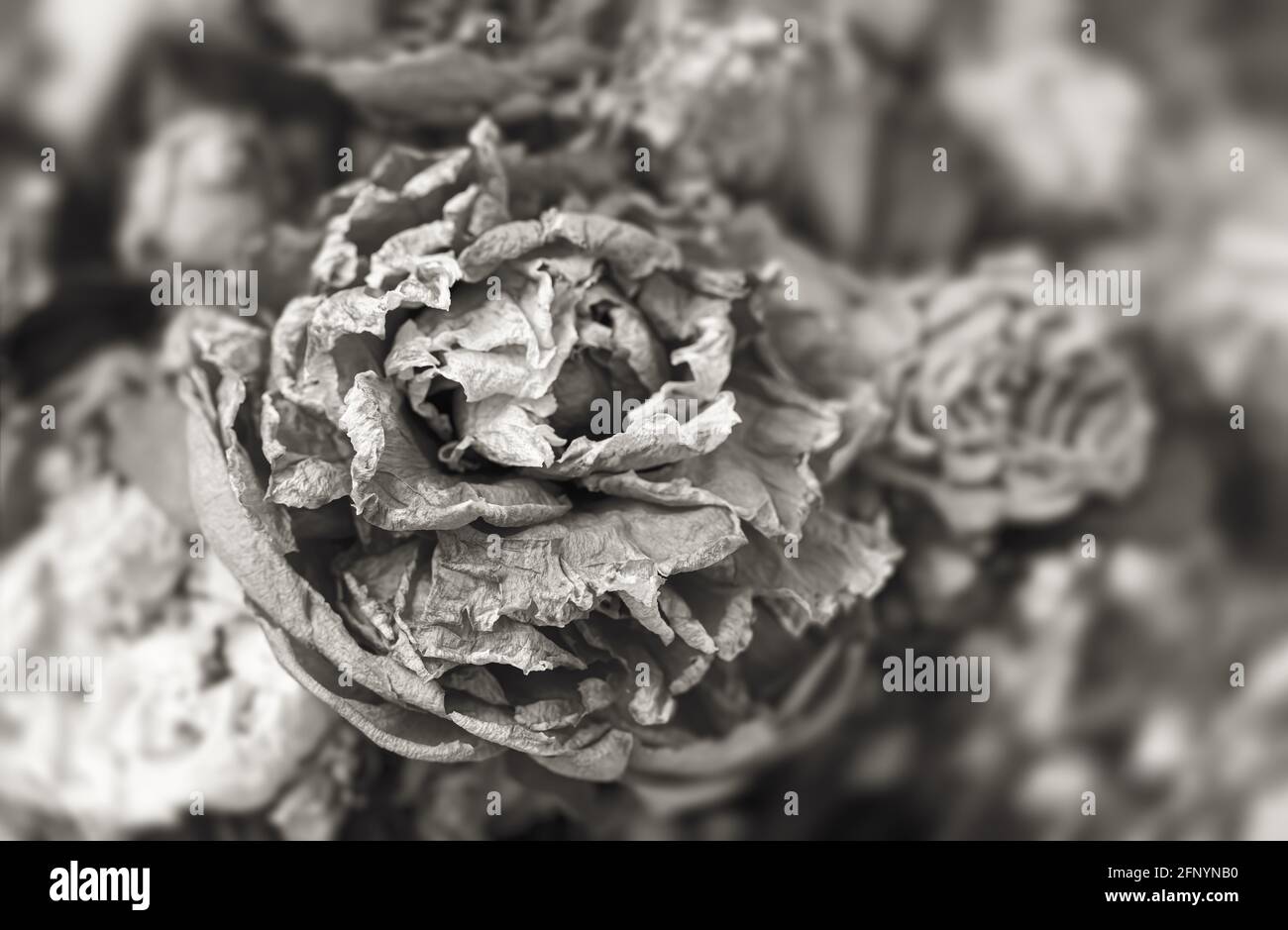 Rosenstrauss Schwarzweiss Stockfotos Und Bilder Kaufen Alamy
