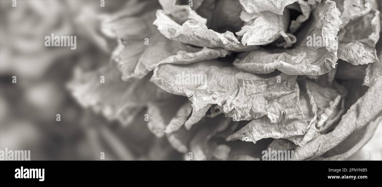 Trockene Rosen. Nahaufnahme eines schwarz-weißen Bildes mit getrockneten Rosenblüten in einem Bouquet. Leben und Tod Konzept. Verwelkte Blumen Stockfoto