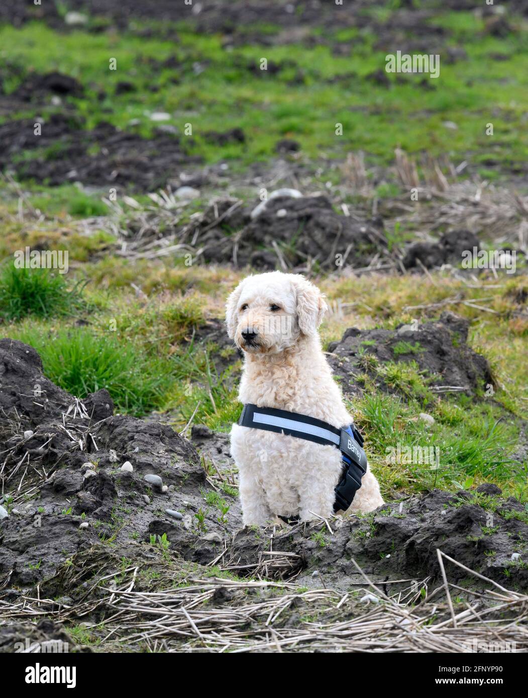 Niedlicher beigefarbener Labradoodle-Hund, der ein Geschirr mit seinem Namen trägt (Barney) und sitzen auf einem rauen Abfallgrund Stockfoto