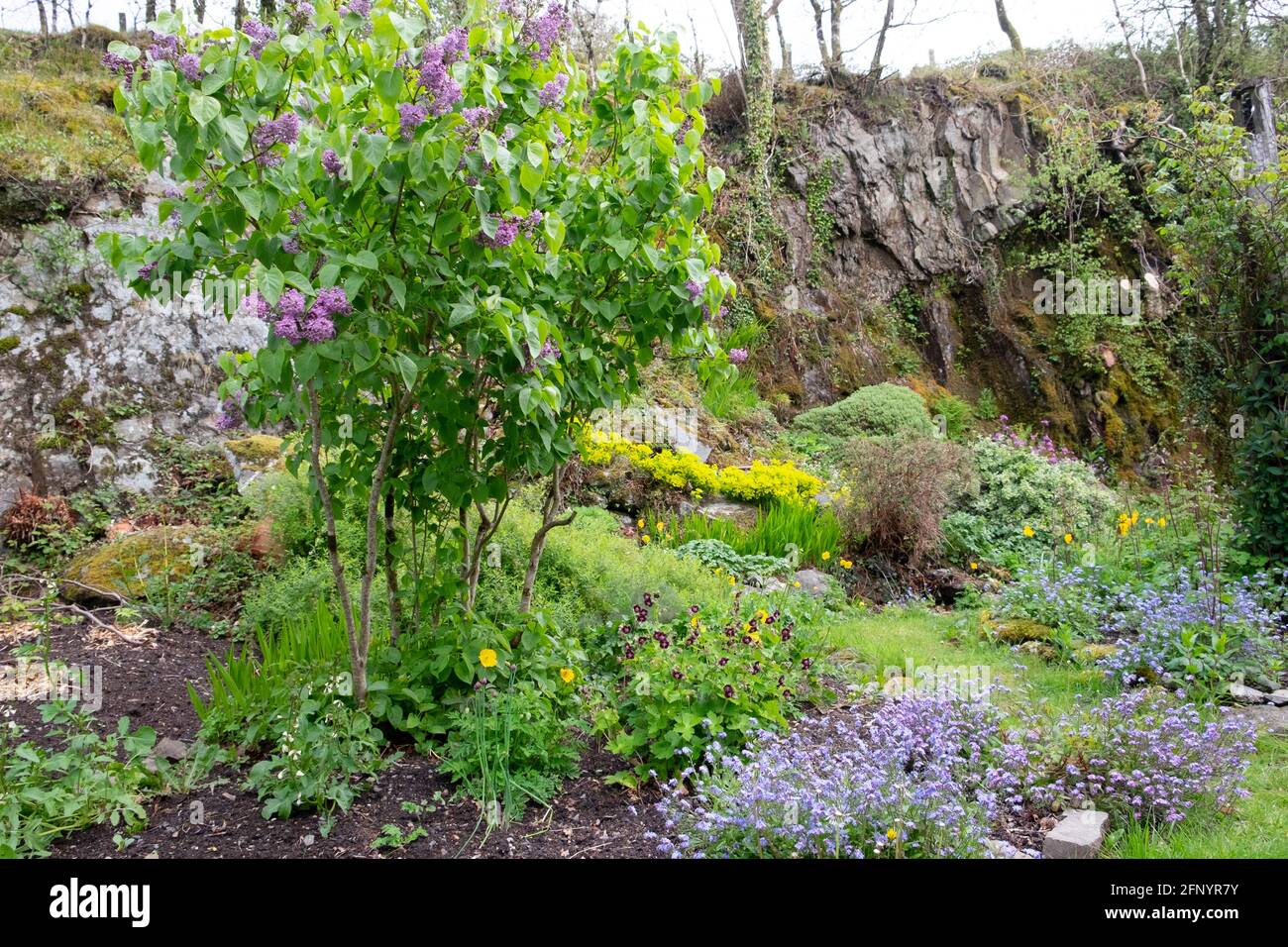 Fliederbusch, der in Blüte steht und in einem Felsgestein vergessend Welsh Rock Garden ländlichen Carmarthenshire Wales Großbritannien KATHY DEWITT Stockfoto