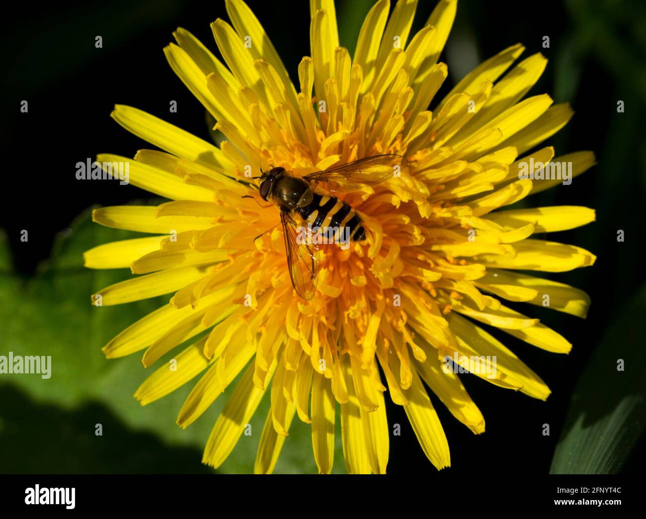 Die gemeine Banded Hoverfly imitiert hervorragend eine Wespe. Diese Fliegen sind Nektarfresser und wichtige Bestäuber, obwohl die Larven Blattlausräuber sind. Stockfoto