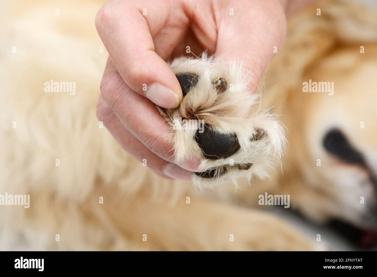 Mann macht Klaue Kontrolle an der Hundepfote auf der Hund Stockfoto