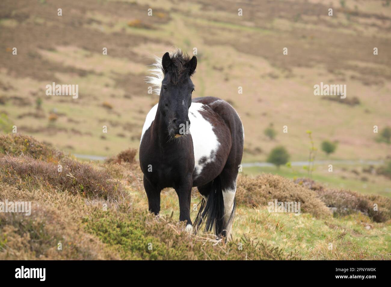 Dartmoor-Pony auf Moorland bei Dartmeet, Dartmoor, Devon, England, Großbritannien Stockfoto
