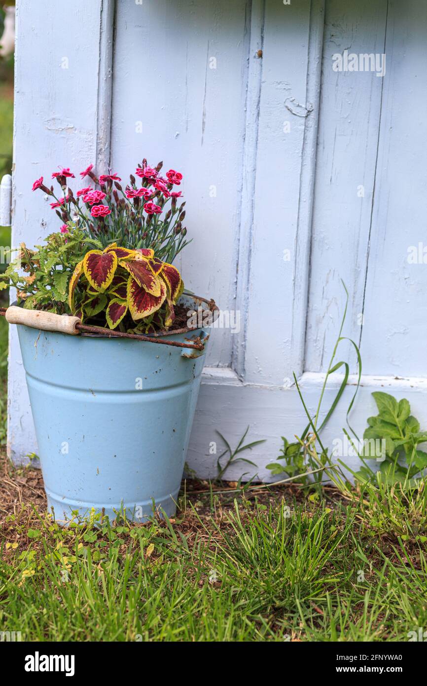 Nahaufnahme von Blumen, die in einem Eimer in einem Garten wachsen Stockfoto
