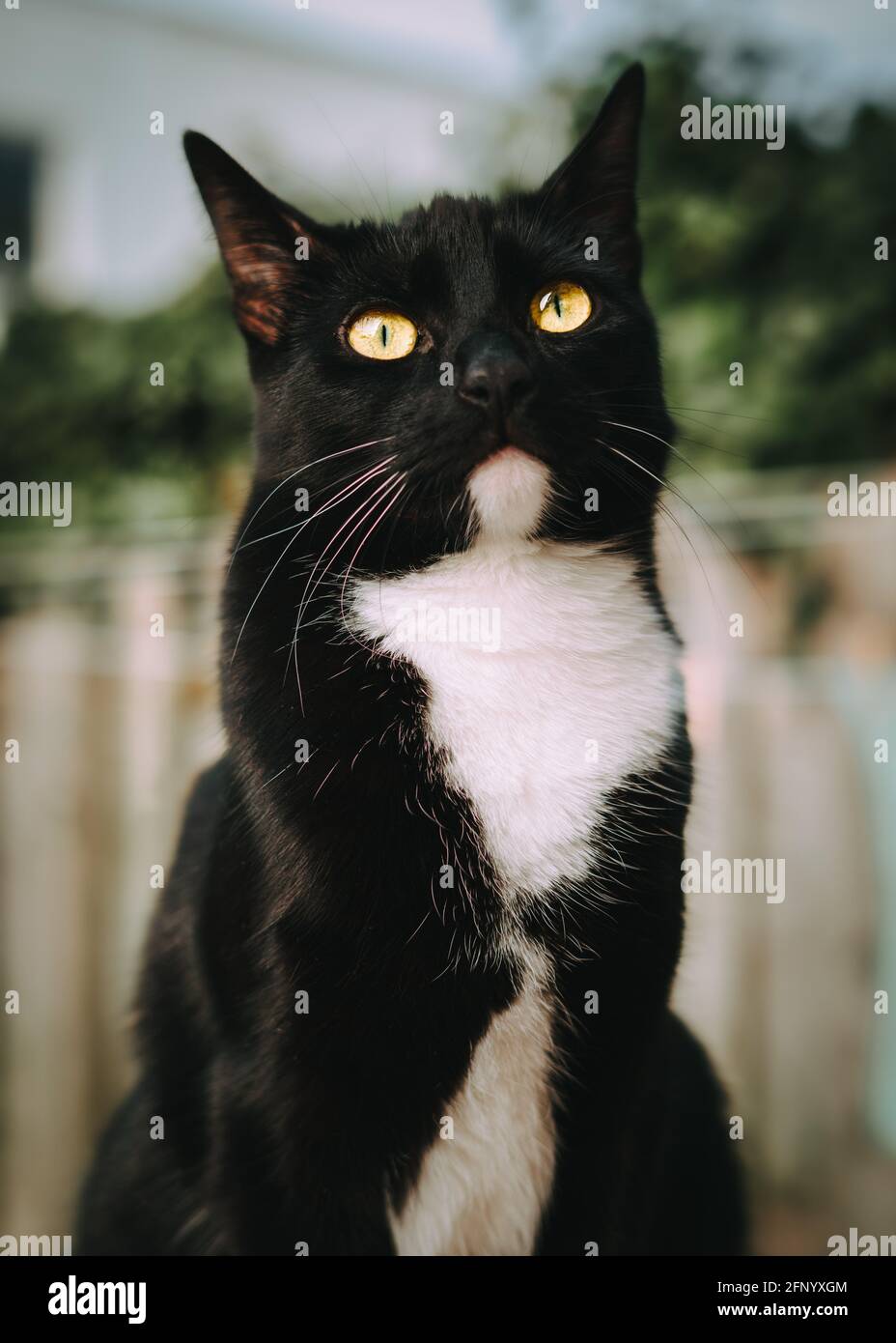 Porträt einer schwarz-weißen Smokingkatze, die sitzt Der Garten schaut nach oben Stockfoto