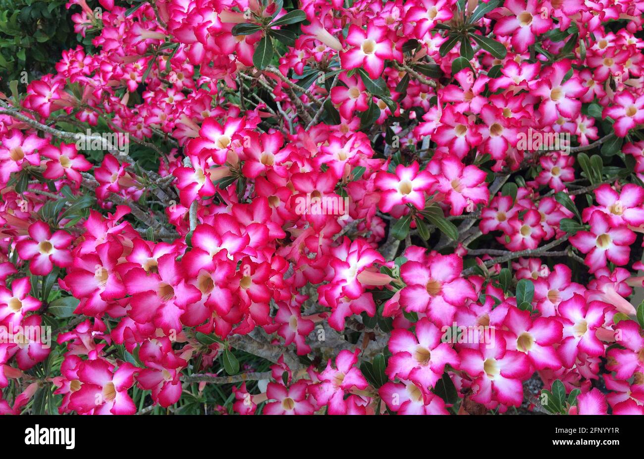 Eine Nahaufnahme der Wüstenrose, die ein gebräuchlicher Name für Adenium obesum ist, eine blühende Sukulente, die auch Sabi-Stern, Mock Azalea oder Impala Lilie genannt wird. Die aus Afrika stammende Pflanze ist eine beliebte Zierpflanze im Freien in wärmeren Klimazonen, wo Sonnenschein reichlich vorhanden ist, wie in Florida, USA, wo dieser 10 Jahre alte Strauch in einem kleinen Behälter wächst. Tiefes Pink und Rot sind die dominierenden Farben der schönen glockenförmigen Blüten der Pflanze mit 5 Blüten. Beachten Sie, dass milchsaft aus Wüstenrosenpflanzen giftig ist und für Menschen und Tiere als giftig gilt. Stockfoto