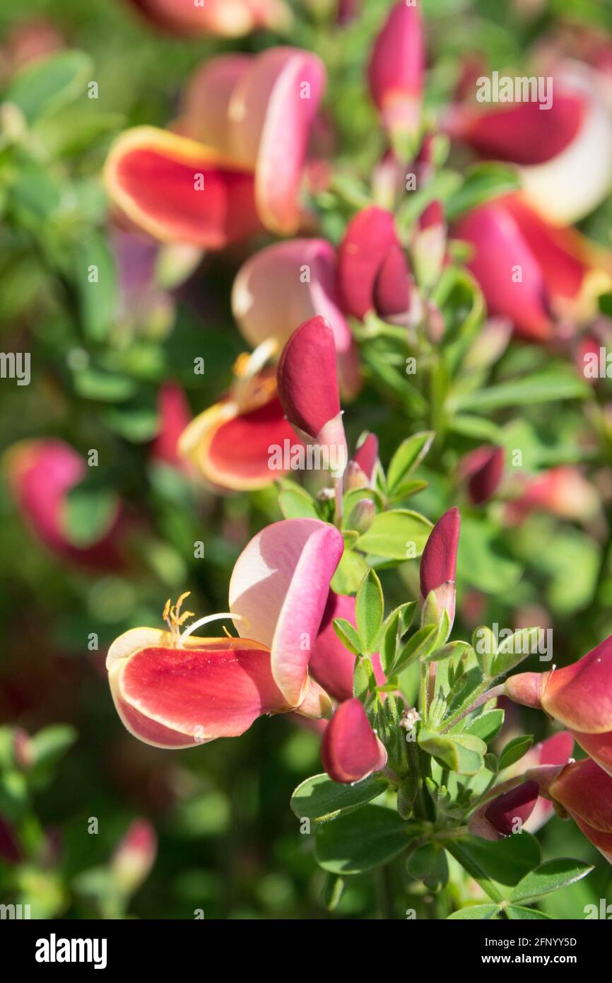 Cytisus Goldfink Blume Scotch Broom Stockfoto