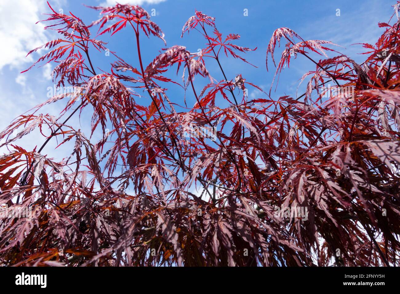 Acer 'Tamuke Yama' Acer palmatum lässt im Frühjahr den japanischen Ahorn tiefrotes Laub gegen den Himmel Stockfoto
