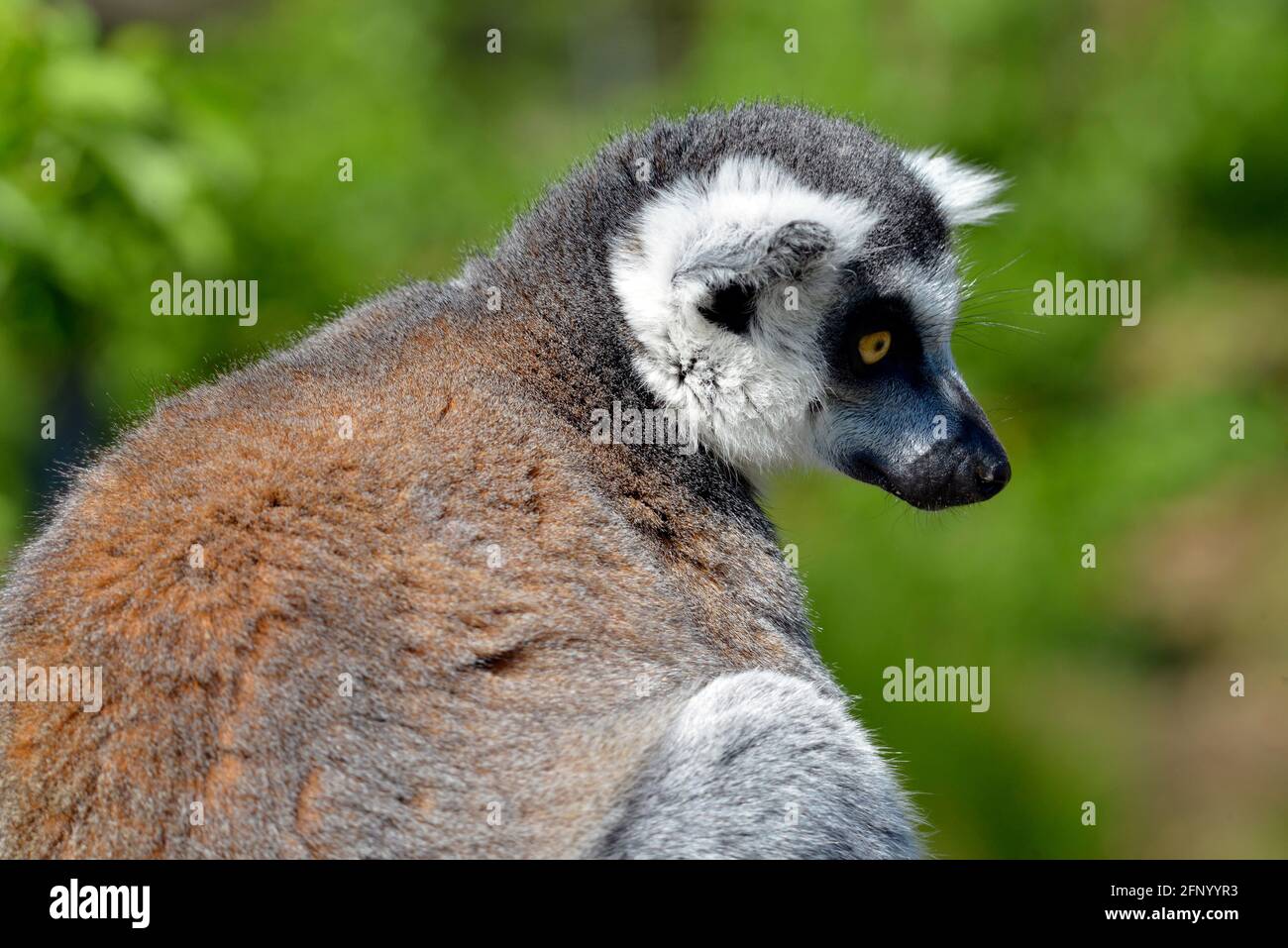 Portrait Ring-tailed Lemur (Lemur catta) Stockfoto