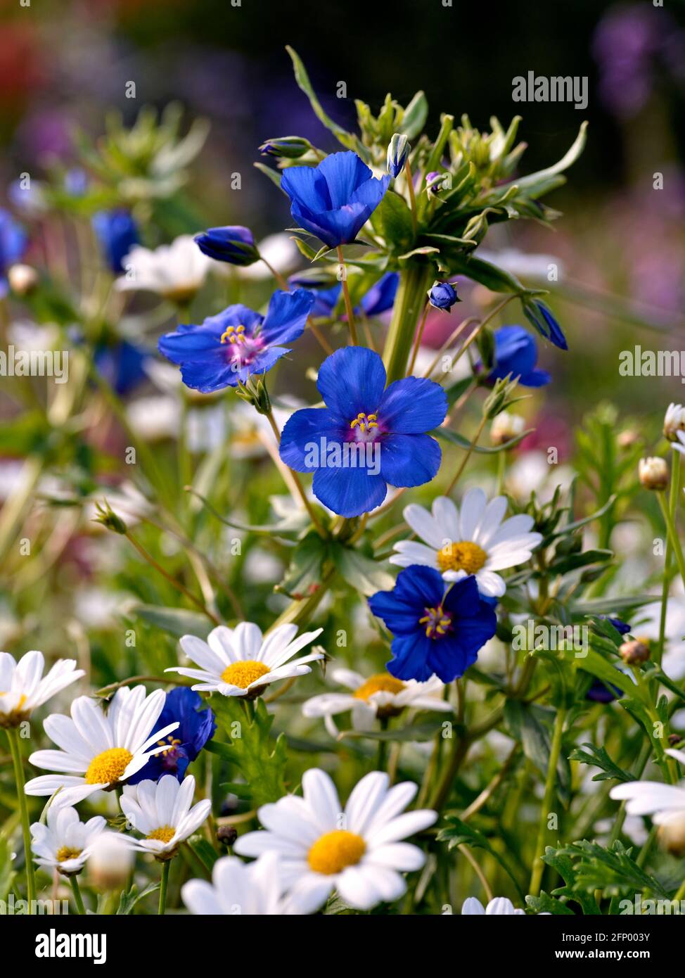 Weiße Gänseblümchen und blaue Lysimachien im Garten Stockfoto