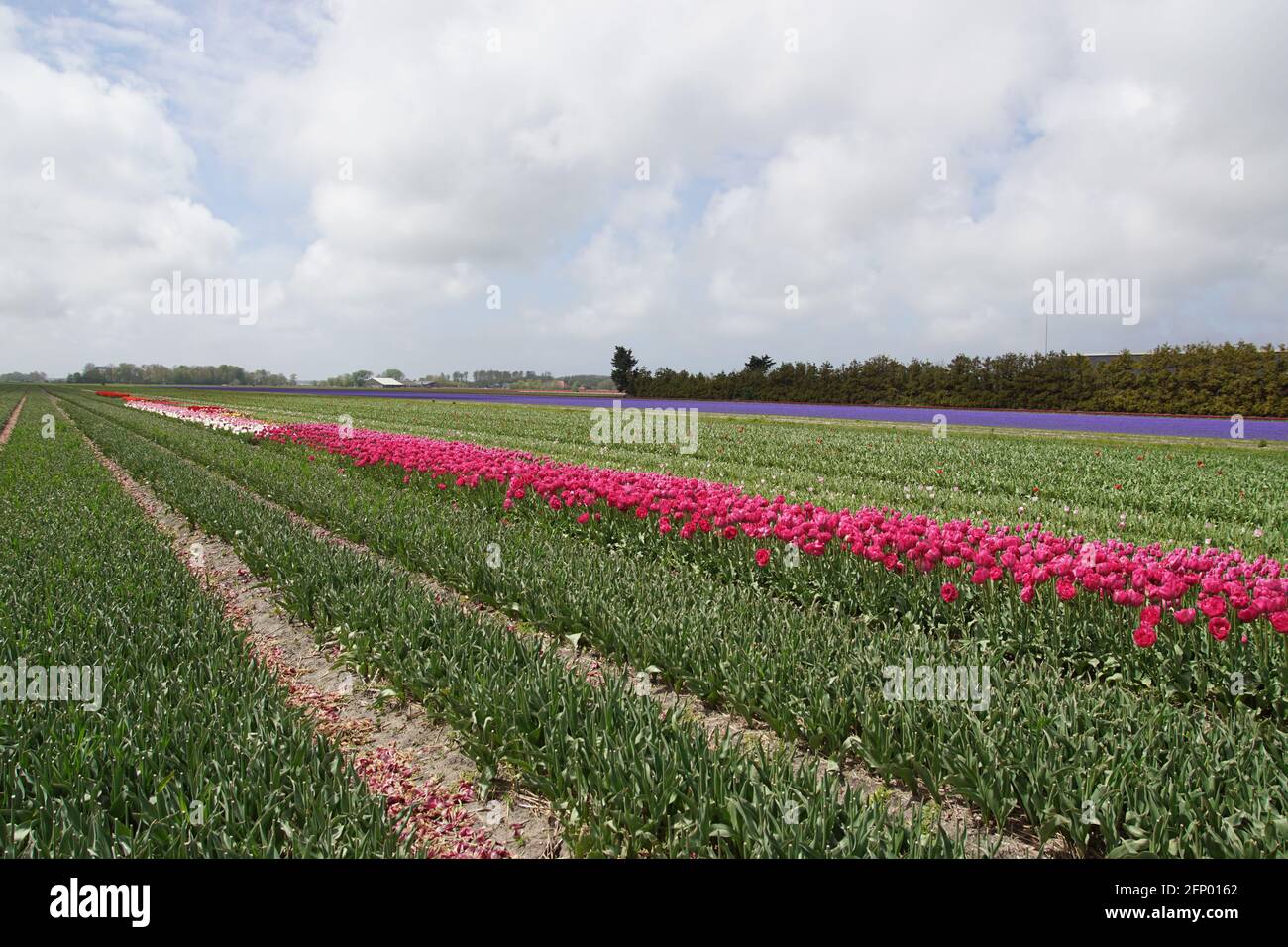 Holländische Tulpenfelder Mit Roten Tulpen Und Mit Gekrönten, Kopfigen Tulpen, Um Die Blumenzwiebeln Anzubauen. In Der Nähe Des Dorfes Bergen Im Frühling. Niederlande, Mai Stockfoto