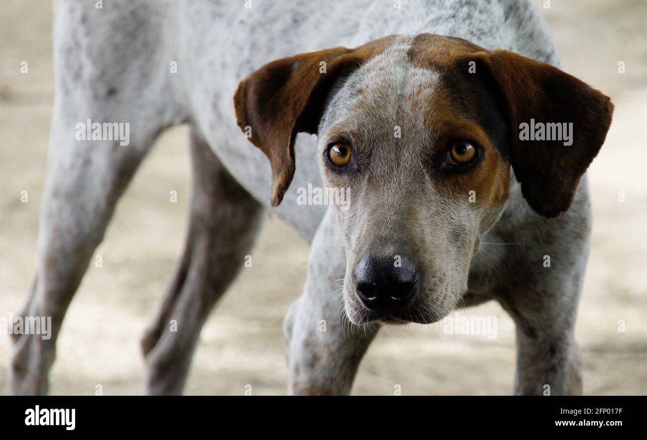 Portrait von obdachlosen Hund, streunenden Hund auf der Suche nach einem Zuhause - adoptieren nicht einkaufen Stockfoto