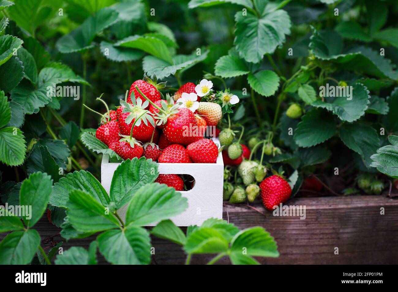 Frische Bio-Erdbeeren in einem weißen Holzkorb von Pflanzen, die in einem erhöhten Erdbeerbett wachsen, mit Blüten, grünen und roten Beeren. Selektiver Fokus Stockfoto