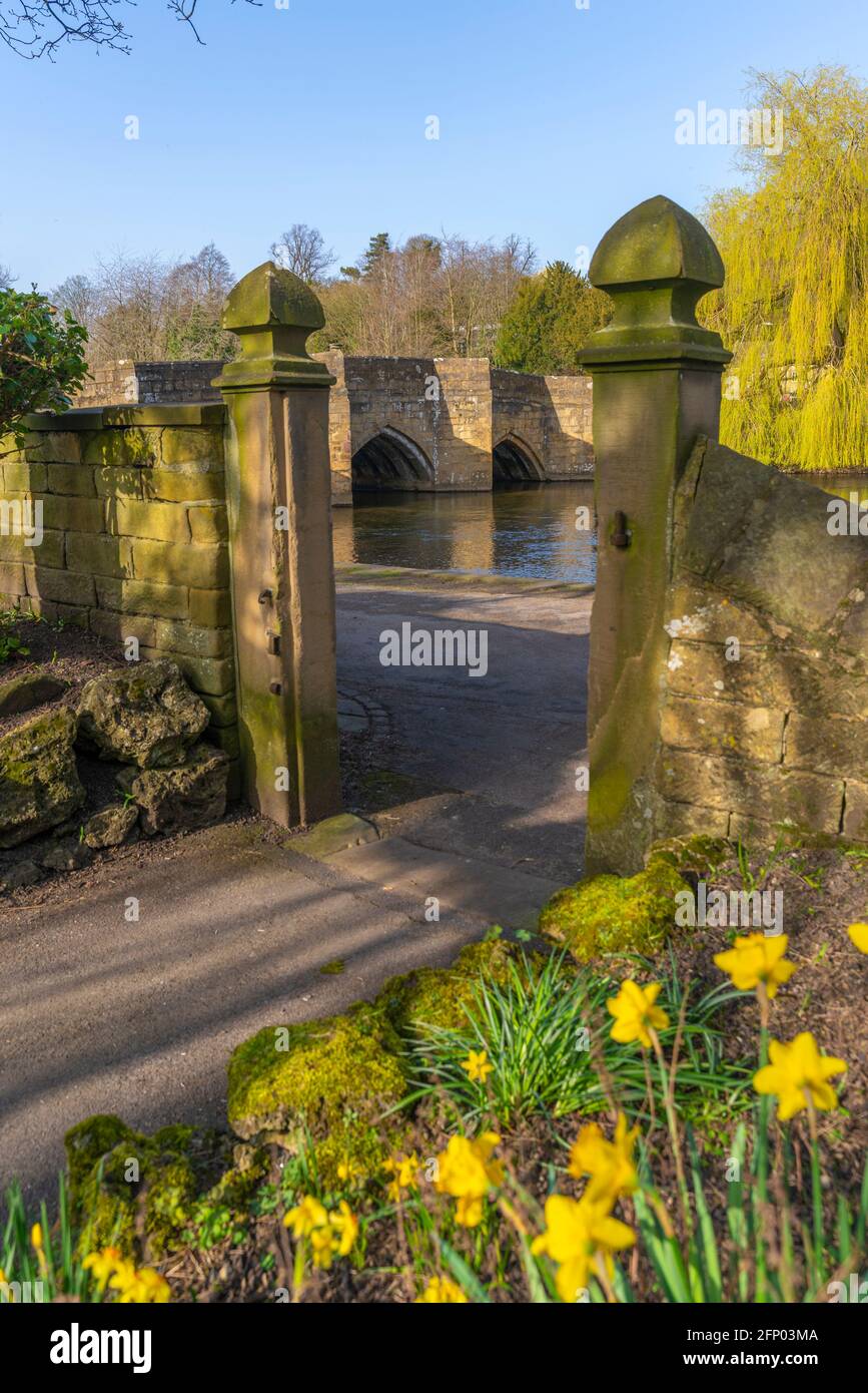 Blick auf Narzissen und die Brücke über den Fluss Wye, Bakewell, Derbyshire, Peak District National Park, England, Großbritannien, Europa Stockfoto