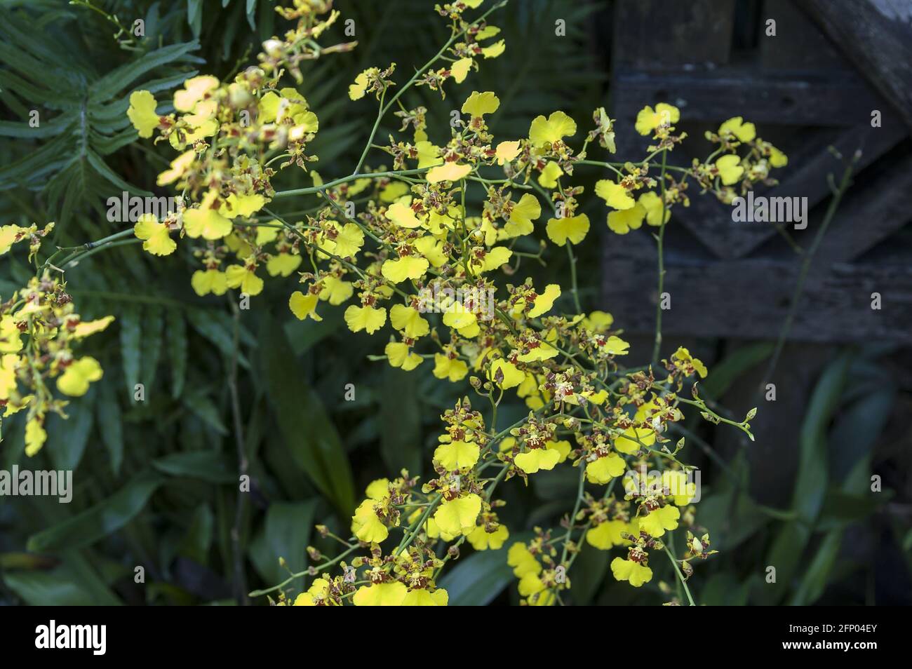 Singapur, Singapur, Asien, Asien; Botanischer Garten; Botanischer Garten; kleine gelbe Orchidee; winzige gelbe Orchidee; pequeña Orquídea amarilla; 小小的黃色蘭花 Stockfoto