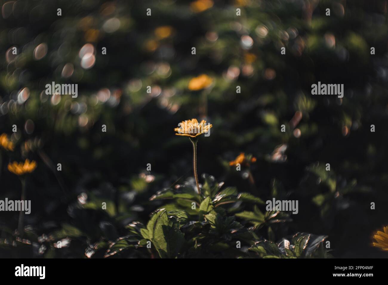 Blume Stockfoto