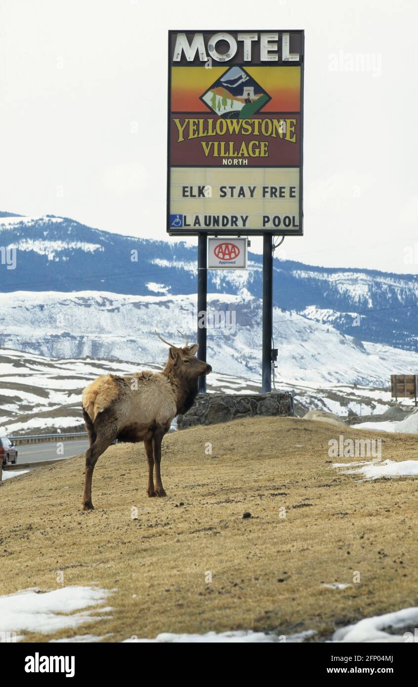 Elche Bleiben Frei! Cervus elaphus Yellowstone National Park Wyoming, USA MA000749 Stockfoto