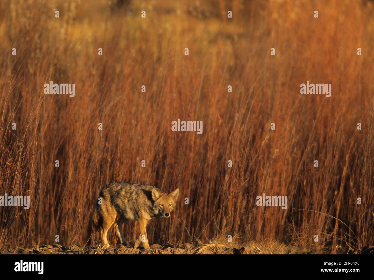 Coyote Canis latrans Bosque del Apache NWR New Mexico, USA MA000768 Stockfoto