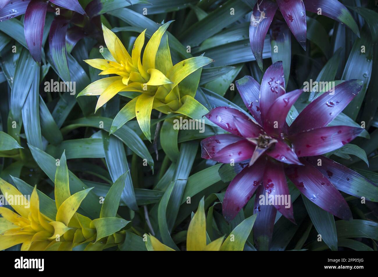 Singapur, Singapur, Asien, Asien; Botanischer Garten; Botanischer Garten; Guzmania - Nahaufnahme; Roślina tropikalna i egzotyczna, kolorowe liście Stockfoto