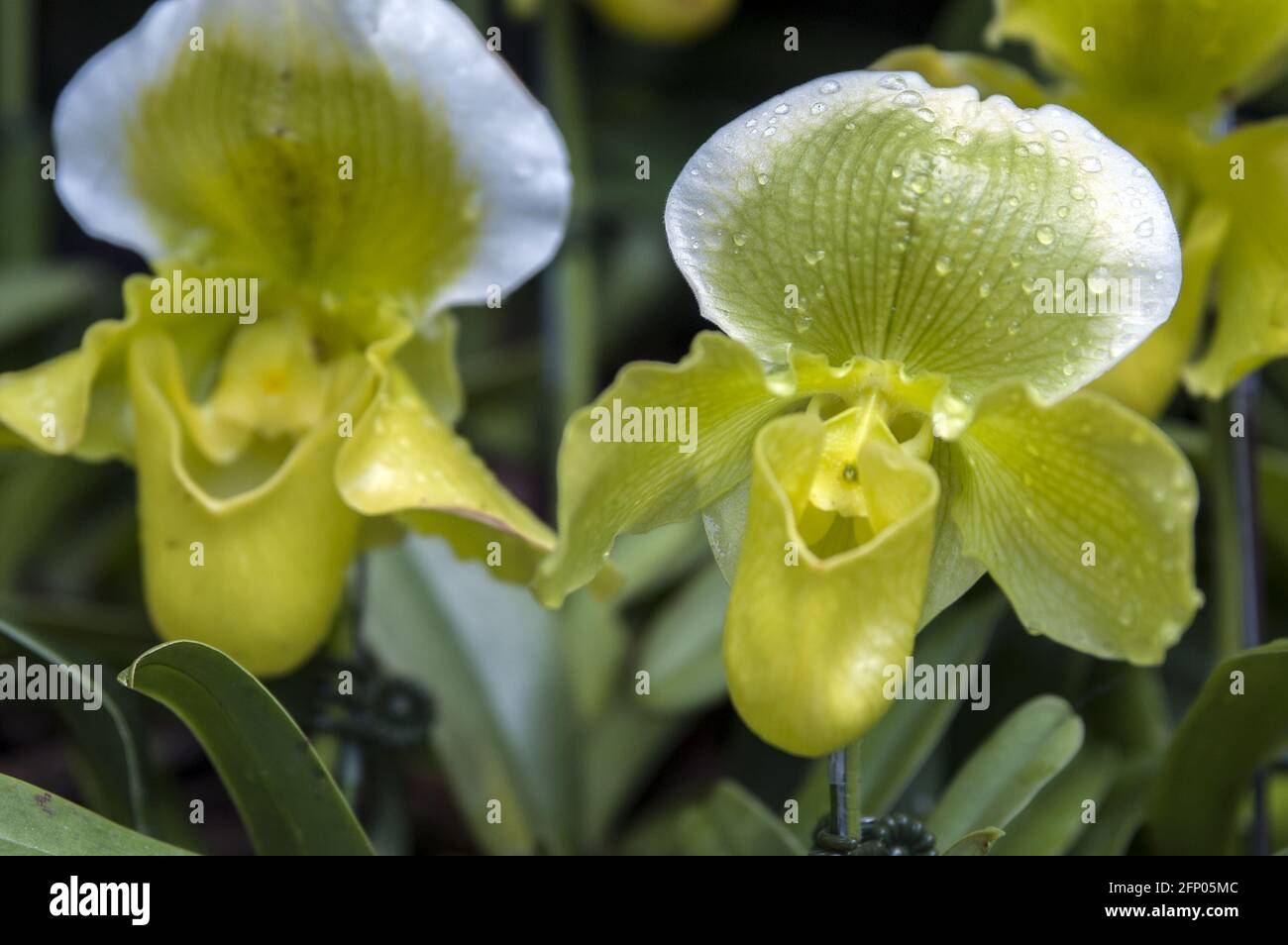 Singapur, Singapur, Asien, Asien; Botanischer Garten; Botanischer Garten; zwei gelb-grüne Orchideen aus der Nähe; zwei gelb-grüne Orchideen Nahaufnahme Stockfoto