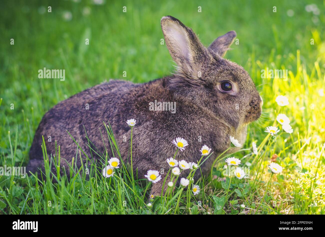 Graues Kaninchen im grünen Gras Stockfoto