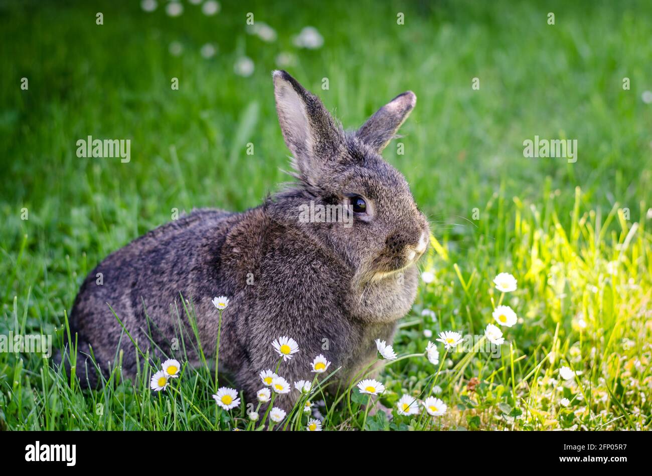 Graues Kaninchen im grünen Gras Stockfoto