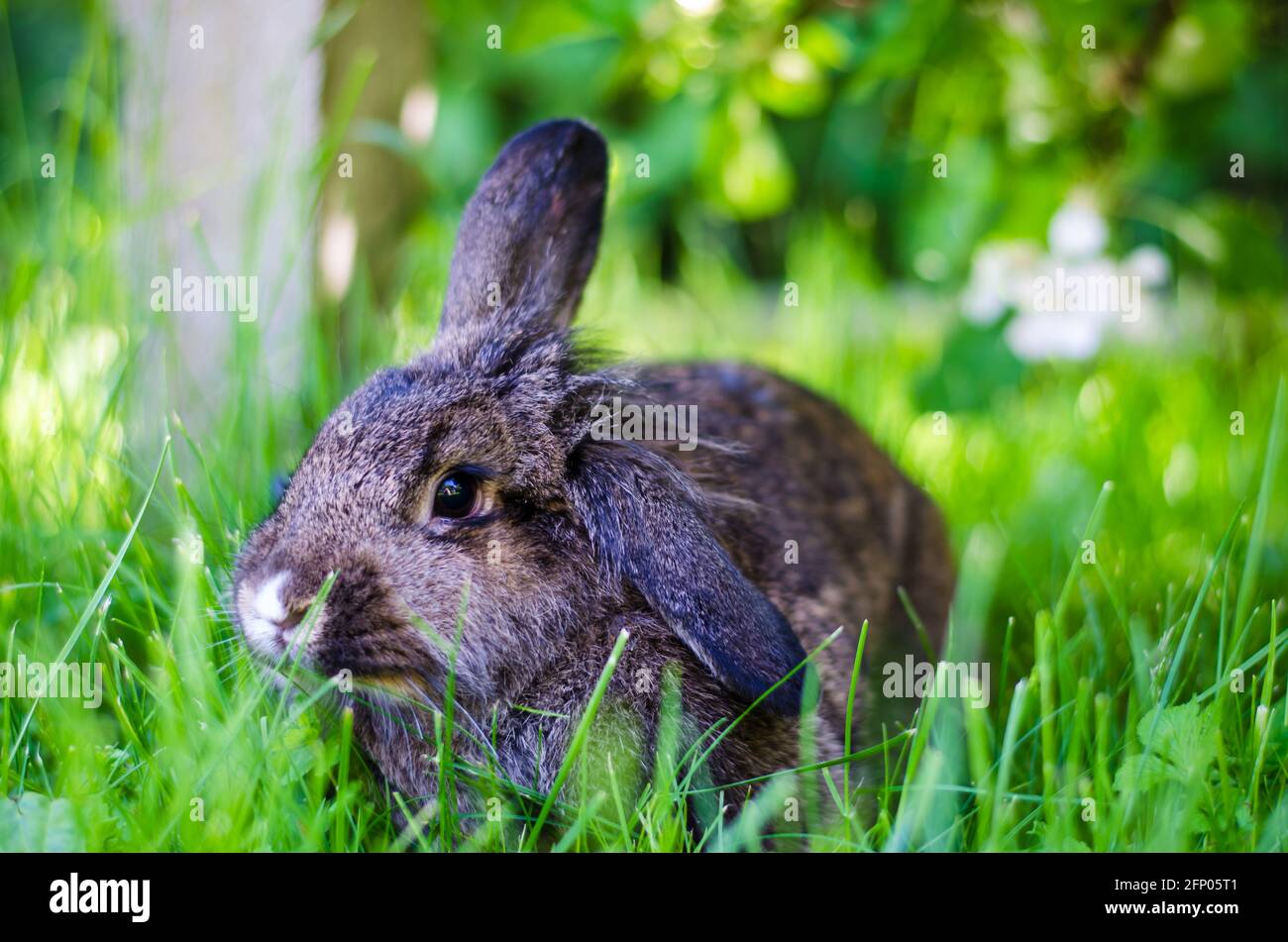 Kleines Kaninchen auf dem Grasfeld Stockfoto