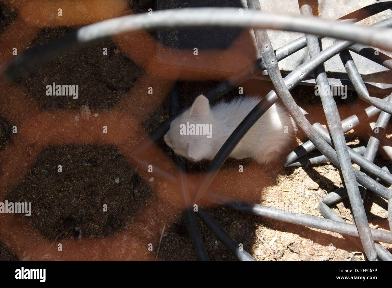 Neugeborene Kätzchen weiße Katze. Streunende Katze. Stockfoto