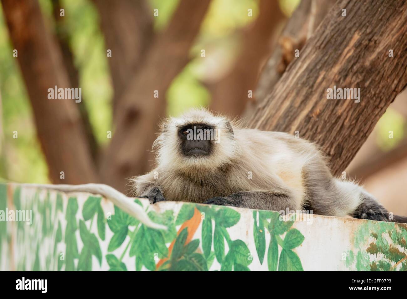 Hanuman langur, Semnopithecus entellus, Umred Karhandla Wildlife Sanctuary, Maharashtra, Indien. Stockfoto