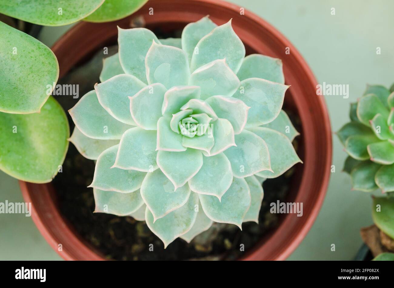 Nahaufnahme eines Teal Kaktus Blätter blühen im Topf. Stockfoto