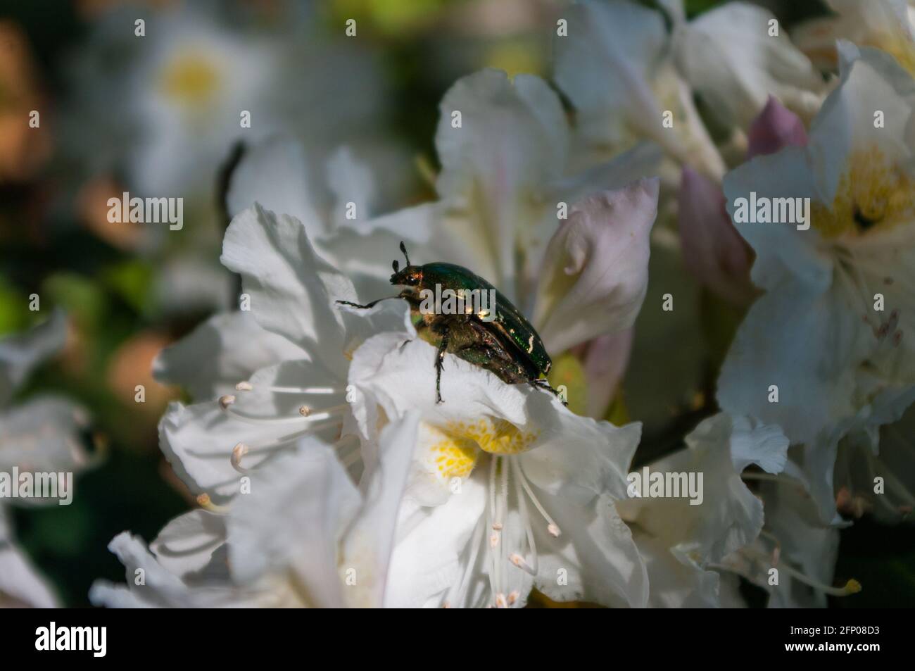 Kfer bild -Fotos und -Bildmaterial in hoher Auflsung  Alamy