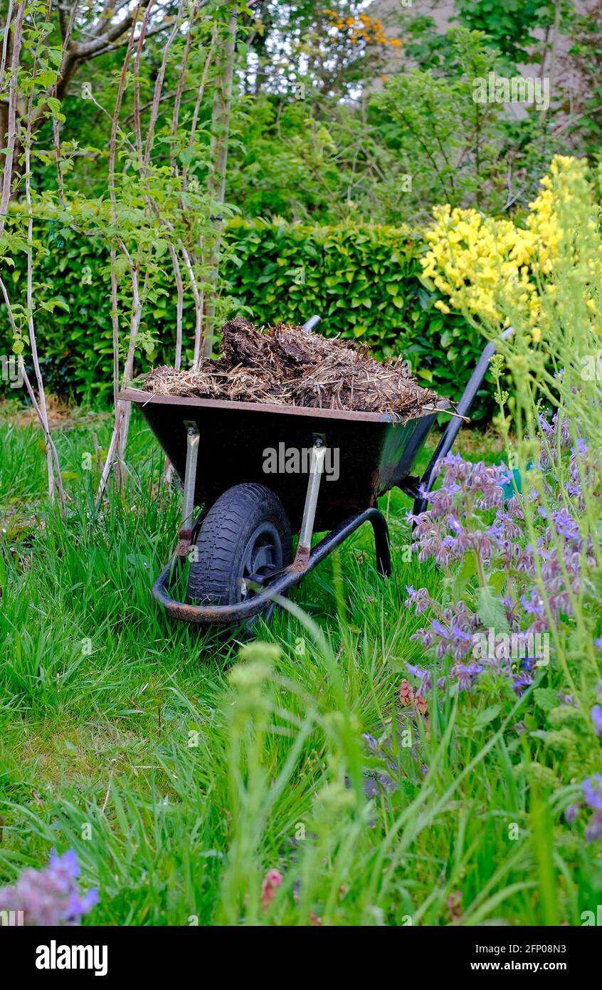 Schubkarre mit Pferdemist im englischen Garten, norfolk, england Stockfoto