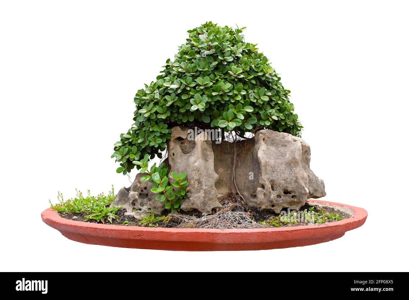 Ficus Bonsai, ist eine Pflanze oder ein Baum, die in flachen Töpfen auf weißem Hintergrund isoliert Zwerg ist, Save Clipping path. Stockfoto