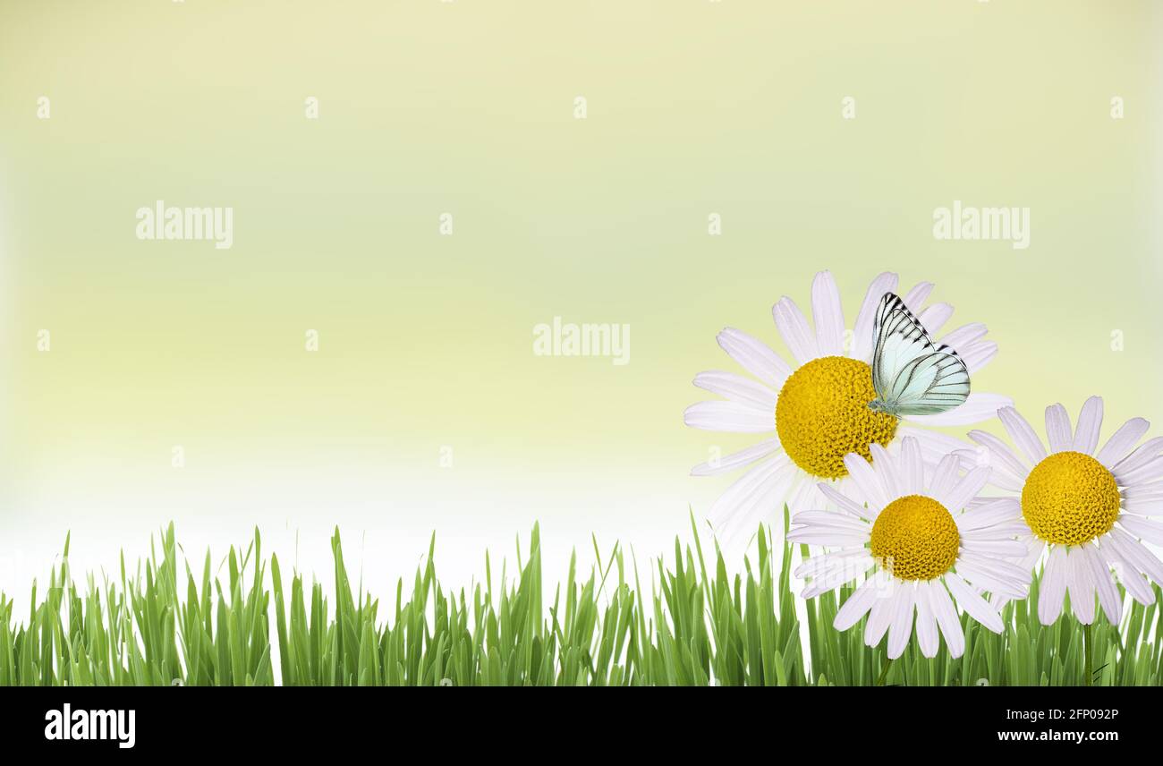 Schöne wilde Blumen Kamille, Schmetterling am Morgen Dunst in der Natur reizvolle luftige künstlerische Bild. Stockfoto