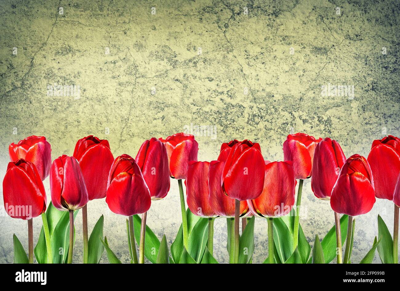 Schöne rote Tulpen Nahaufnahme auf grauem Hintergrund Stockfoto