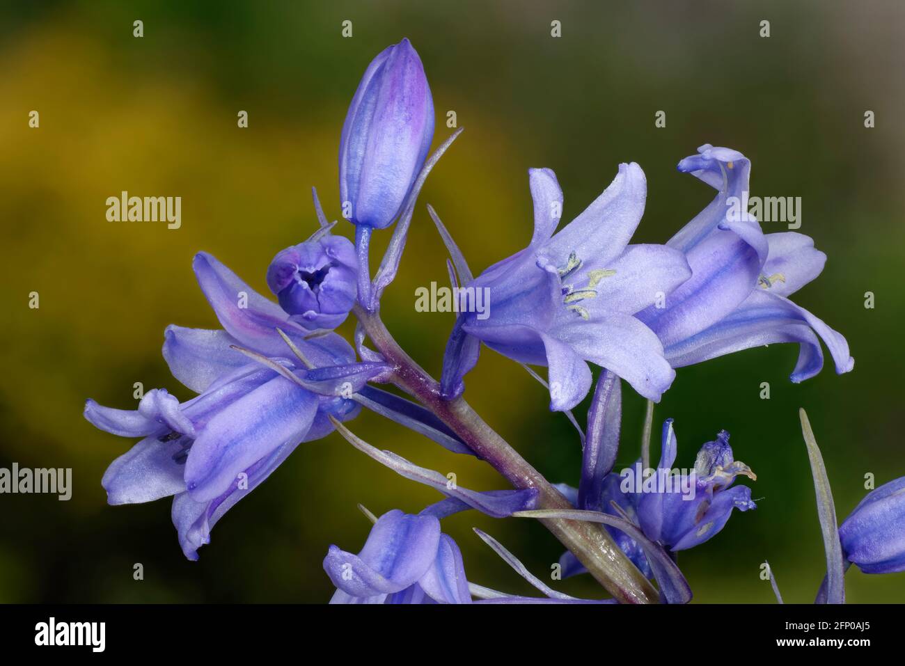 Spanische Bluebell - Hyacinthoides hispanica, Nahaufnahme von Blumen Stockfoto