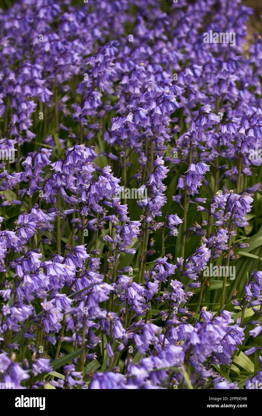 Im Frühjahr kann Bluebell dicke Teppiche auf Waldböden bilden. Sie müssen blühen und bestäuben, bevor das Baumblattdach das Licht abschneidet Stockfoto