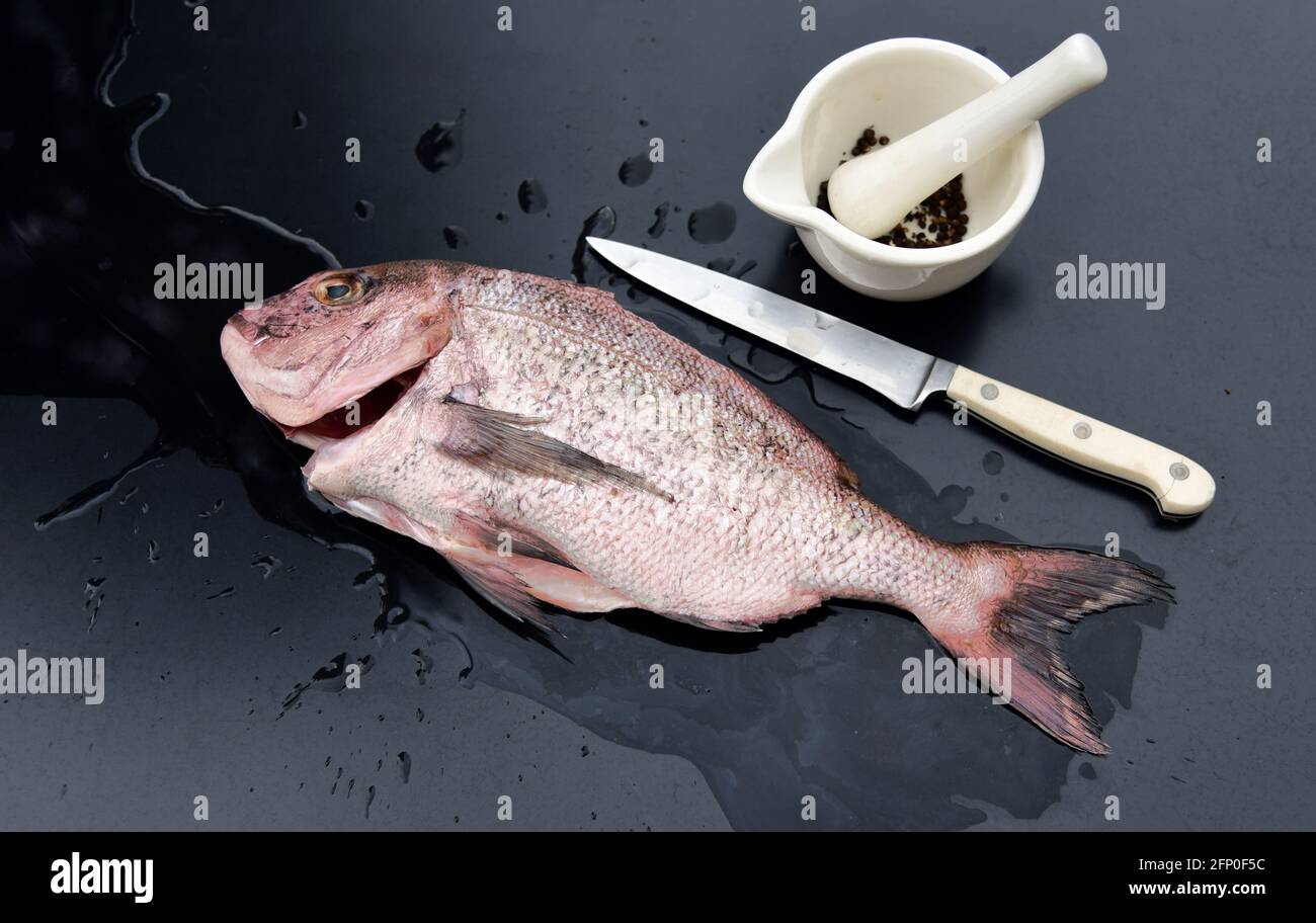 Frischer Red Snapper Fisch gereinigt und bereit zum Würzen Und gekocht Stockfoto
