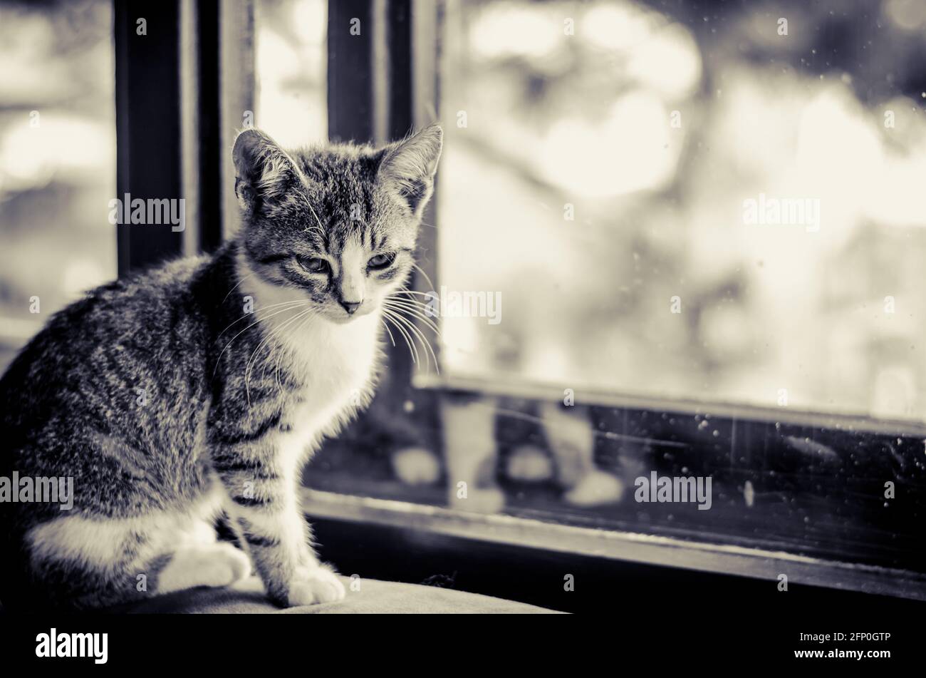 Kleine schöne Katze am Fenster monochrom Stockfoto