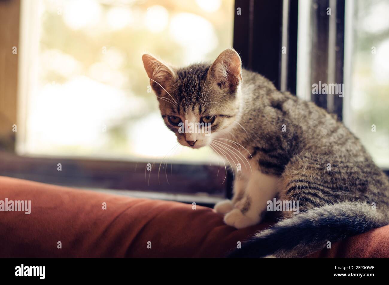 Hinter dem Fenster befindet sich ein kleines schönes Katzentier Stockfoto