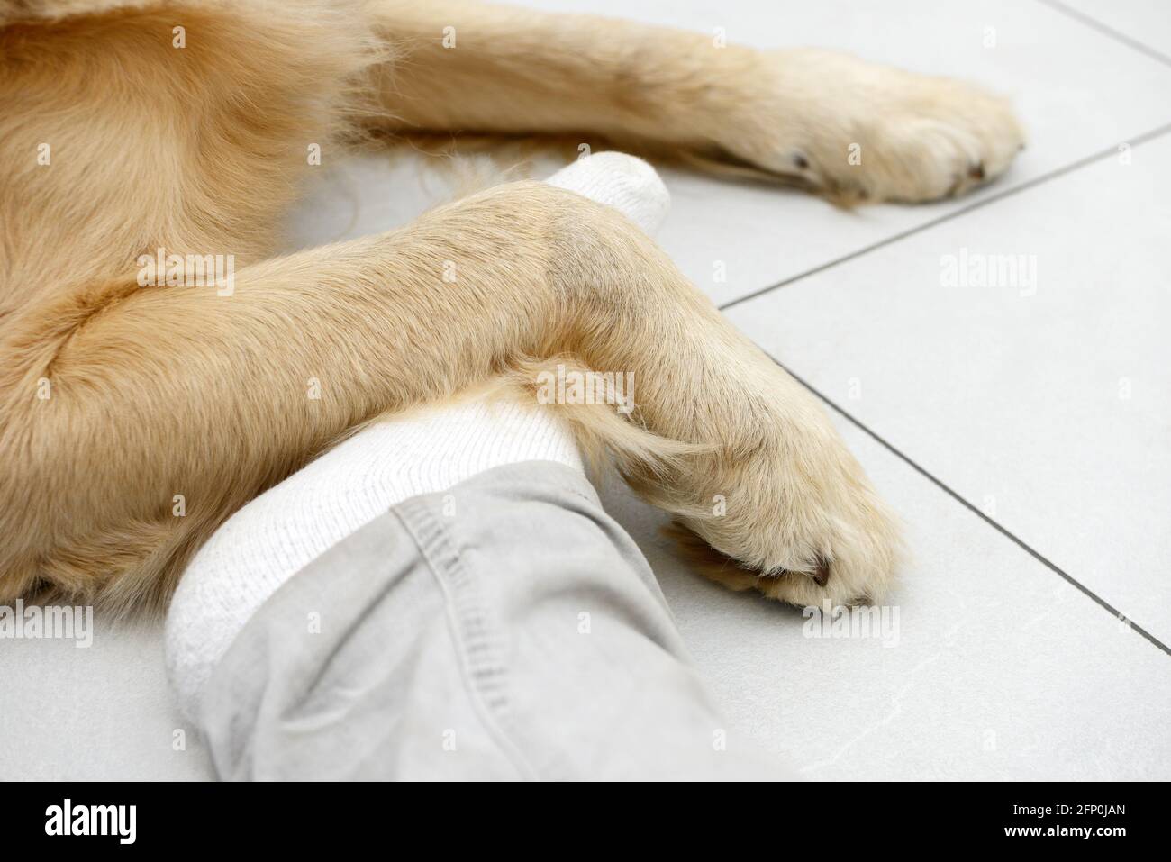 Hundepfoten und Füße liegen auf weißen Fliesen Das Haus Stockfoto