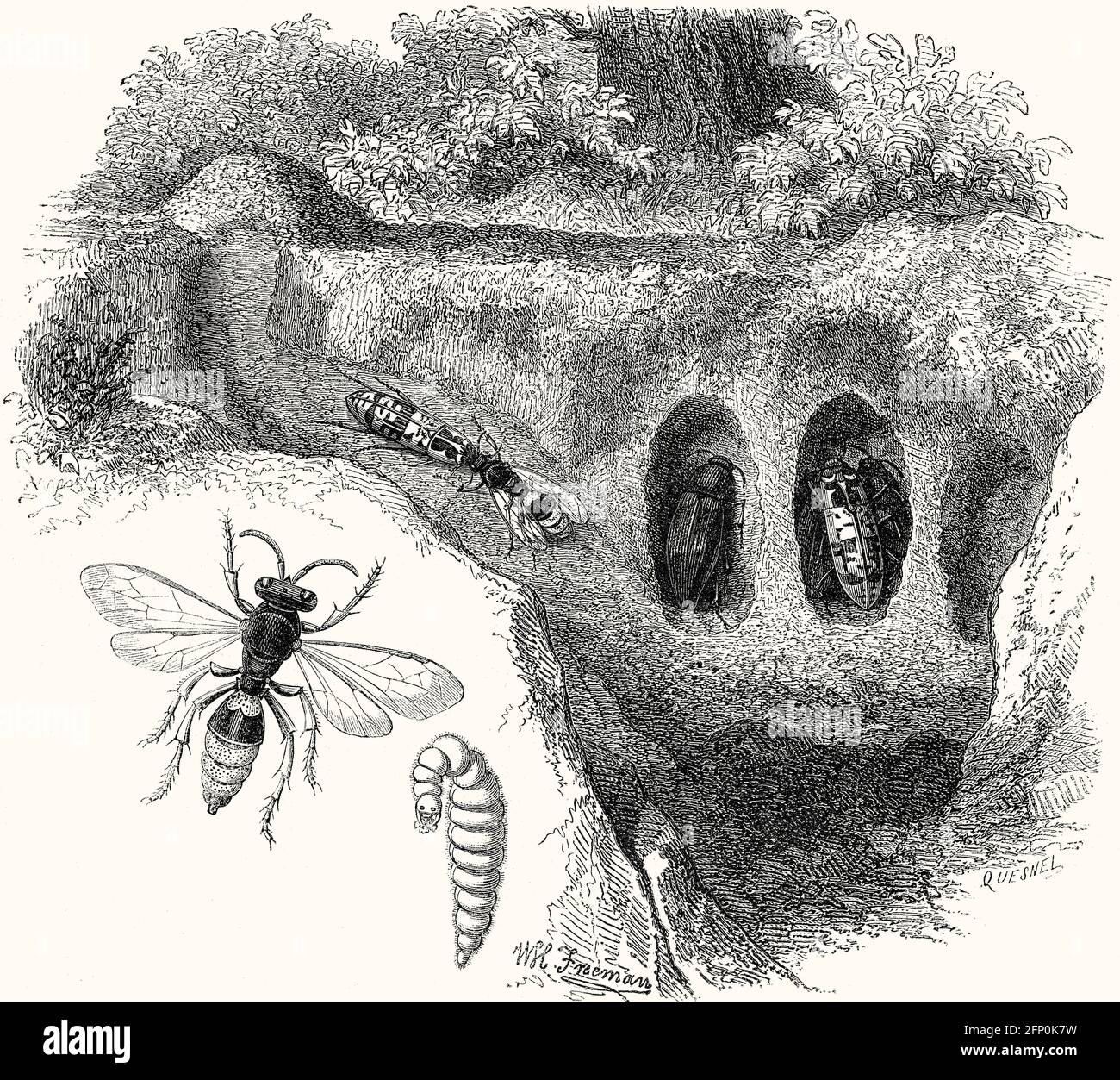 Cerceris rybyensis, verschnörkelte Schwanzwespe, Jagd auf Bienen Stockfoto