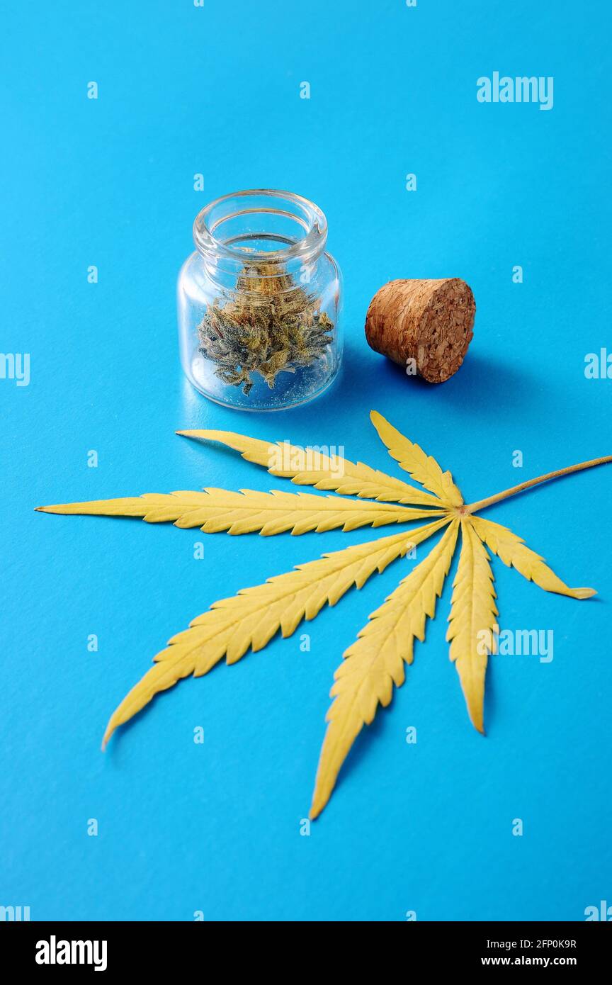 Medizinisches Cannabisblatt mit Marihuana-Lagerung in einer Bio-Flasche auf hellblauem Hintergrund. Hanf Erholung, medizinische Nutzung, Legalisierung. Stockfoto