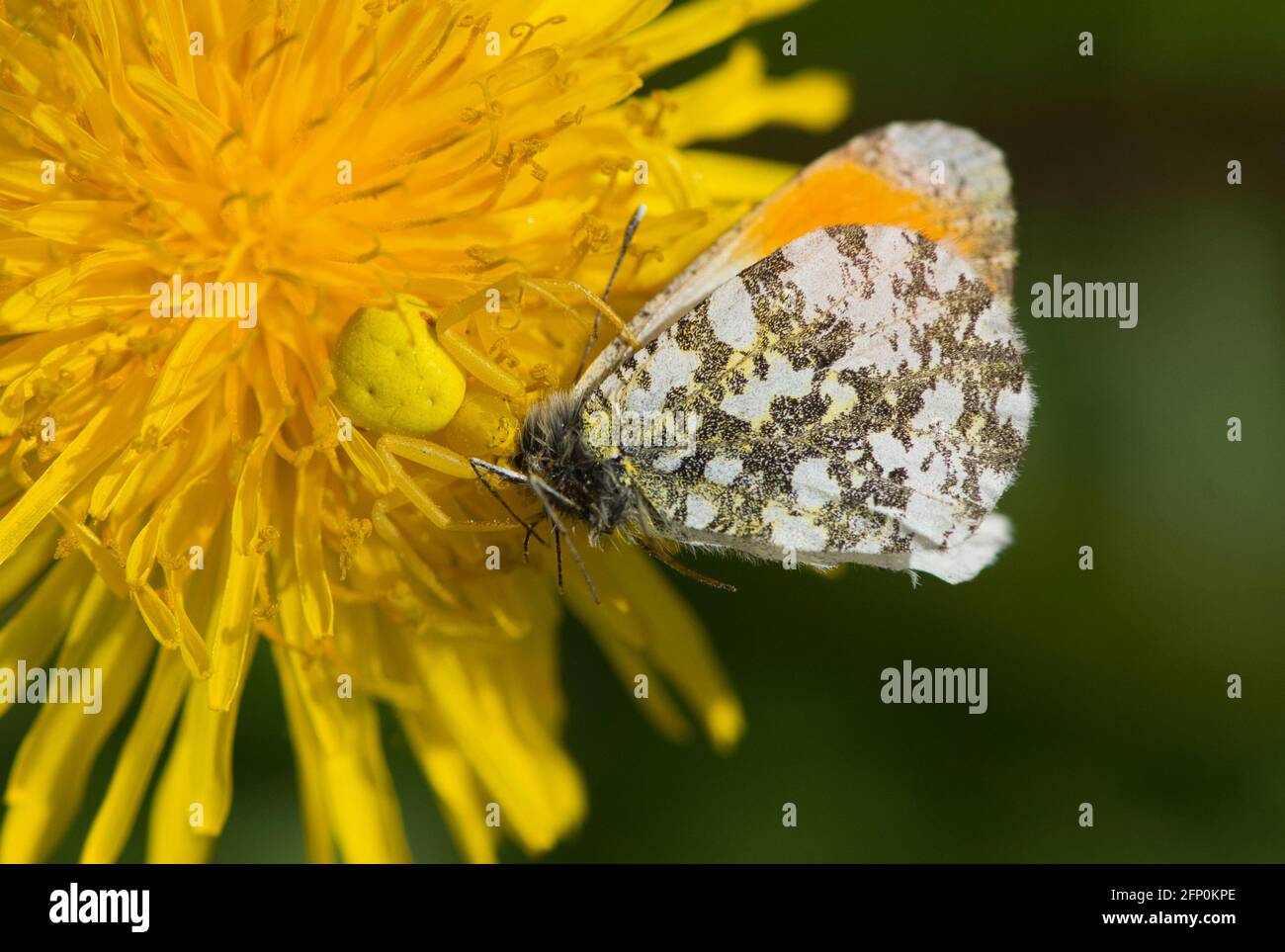 Diese weibliche Krabbenspinne (Misumena vatia), ein gut getarntes Hinterhalt-Raubtier, hat einen männlichen orangefarbenen Schmetterling (Anthocharis cardamine) gefangen Stockfoto