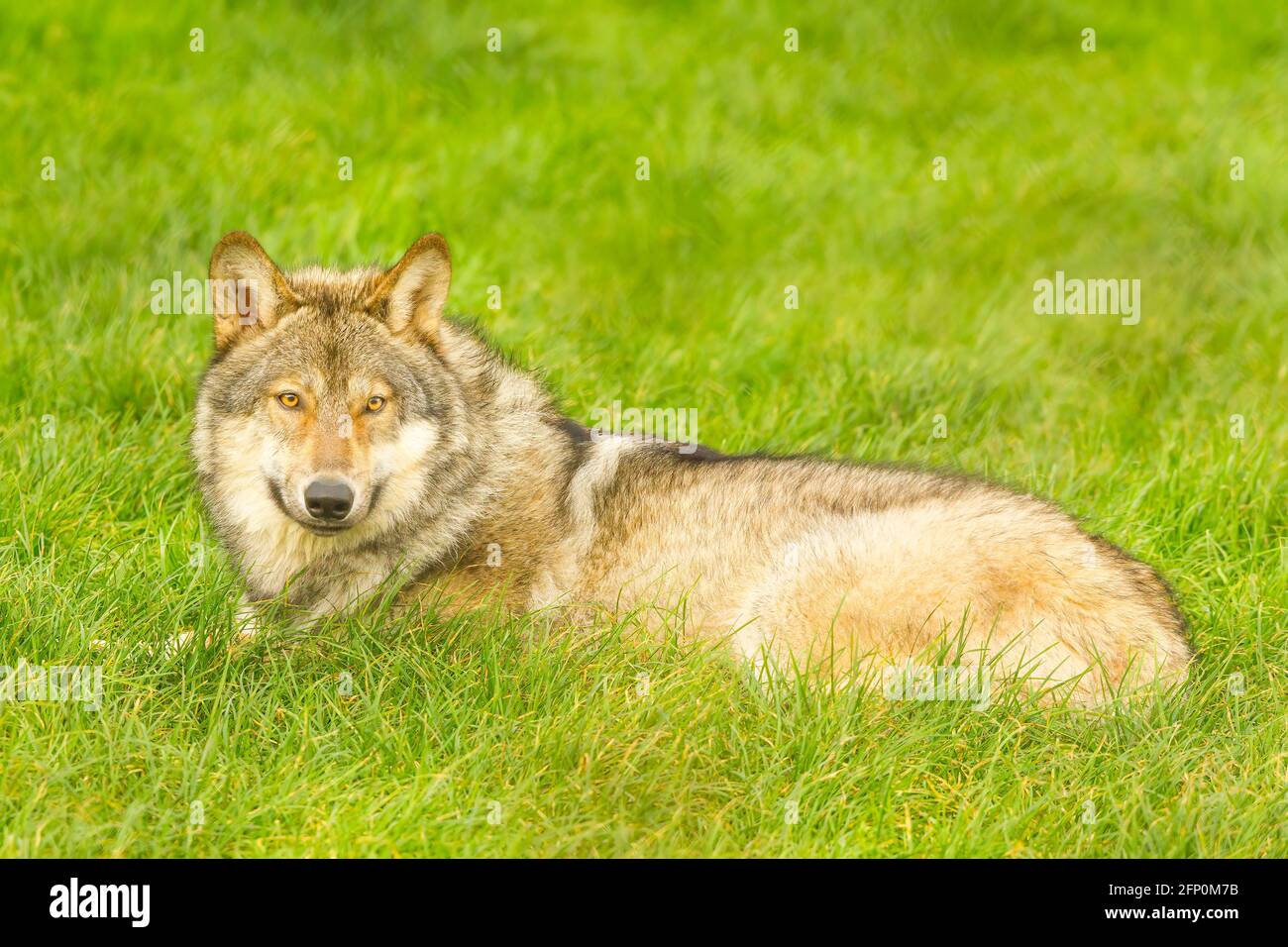 Grauer europäischer Wolf (Canis lupus lupus) im Sitzen Stockfoto