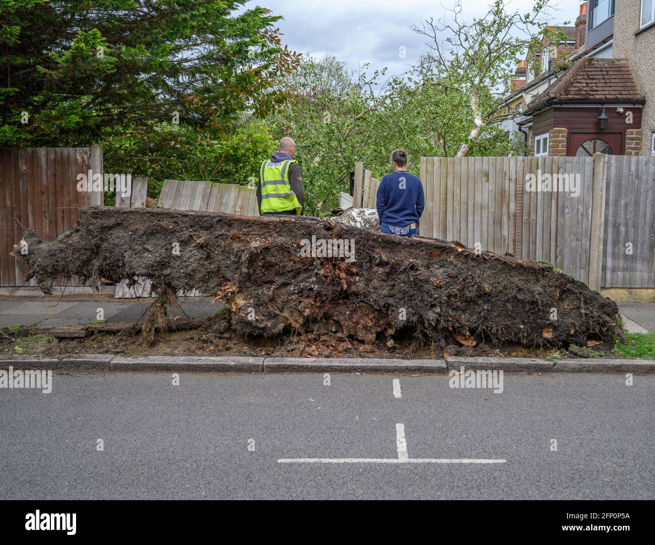 Wimbledon, London, Großbritannien. 20 Mai 2021. Stürzende Winde in London bringen einen großen Baum von der Bordwand herab, zerstören einen Zaun und fallen durch den hinteren Garten eines Hauses, glücklicherweise keine Verletzungen. Derzeit gibt es in Großbritannien eine gelbe Wetterwarnung für hohe Winde. Quelle: Malcolm Park/Alamy Live News. Stockfoto