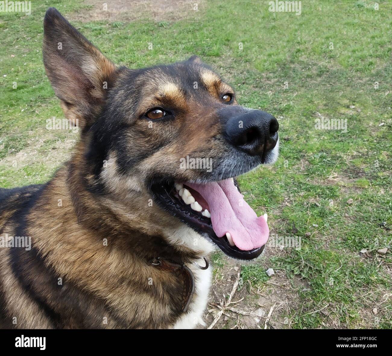 Porträt des Hundes laika auf dem Hintergrund von grün Gras.Haustier mit offenem Mund Nahaufnahme Stockfoto