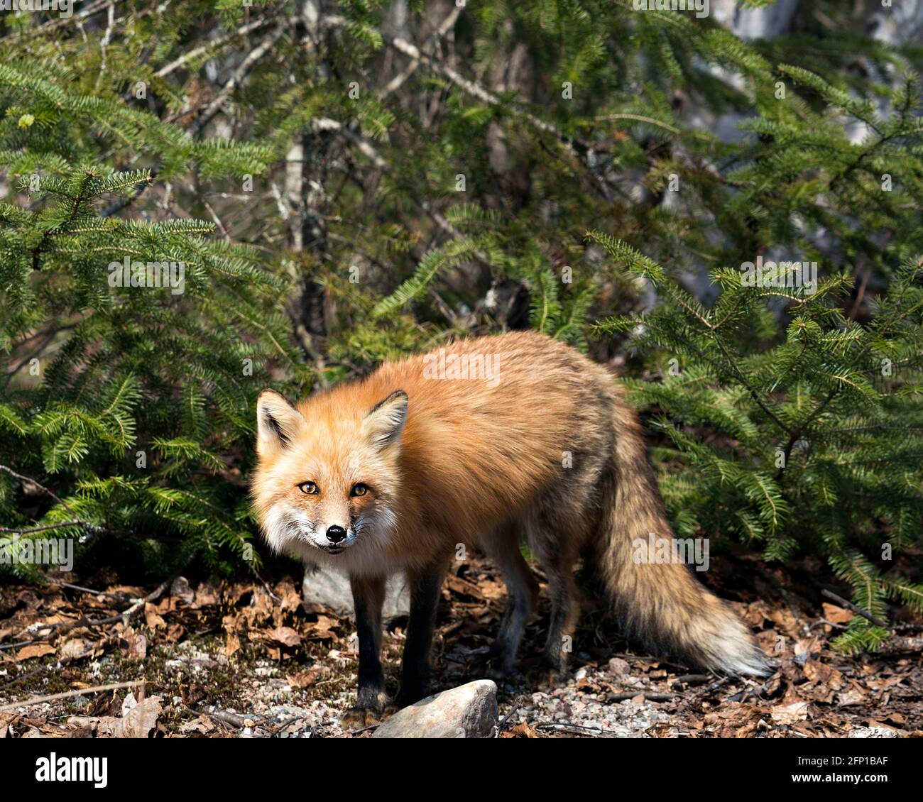 Rotfuchs Nahaufnahme Profilansicht in der Frühjahrssaison mit Fuchsschwanz, Fell, in seiner Umgebung und Lebensraum mit einem Nadelbäumen Hintergrund, braun Stockfoto