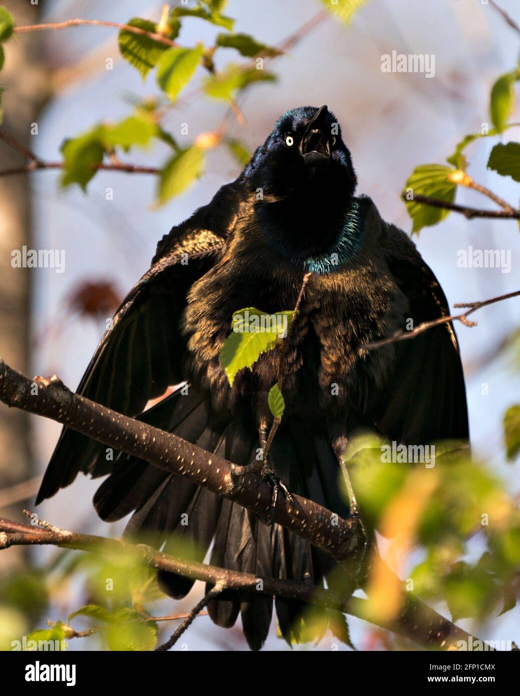 Der grackle Vogel thront mit einem verschwommenen Hintergrund im Wald und zeigt Körper, ausgebreitete Flügel, blaues, mauves Federgefieder, Kopf, Augen und offenen Schnabel in seiner habitischen Form Stockfoto Der grackle Vogel thront mit einem verschwommenen Hintergrund im Wald und zeigt Körper, ausgebreitete Flügel, blaues, mauves Federgefieder, Kopf, Augen und offenen Schnabel in seiner habitischen Form Stockfoto